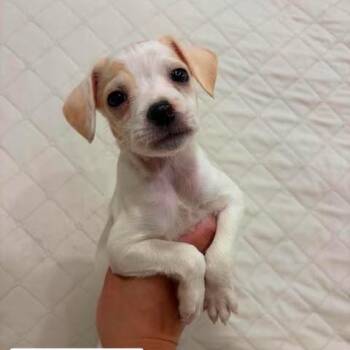 Kip -  Chihuahua and Mixed Breed Dog for Adoption in Alma, Wisconsin - Kip | PetCurious