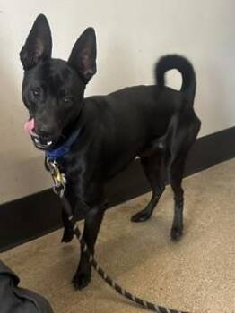 Phantom -  Basenji Dog for Adoption in Cleveland, Ohio - Phantom | PetCurious