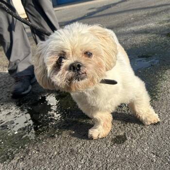 Thomas -  Mixed Breed Dog for Adoption in Newark, New Jersey - Thomas | PetCurious
