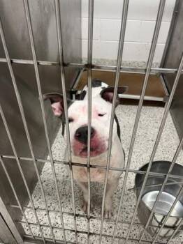 Pounce Man -  Mixed Breed Dog for Adoption in Atlanta, Georgia - Pounce Man | PetCurious