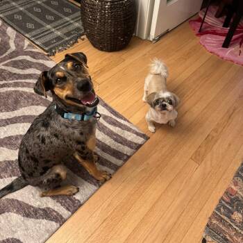 Keely Jones -  Catahoula Leopard Dog and Mixed Breed Dog for Adoption in La Grange, Kentucky - Keely Jones | PetCurious
