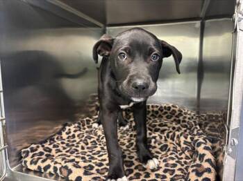 American Staffordshire Terrier and Mixed Breed Dogs Available for Adoption in Grand Prairie, Texas - DELILAH | PetCurious