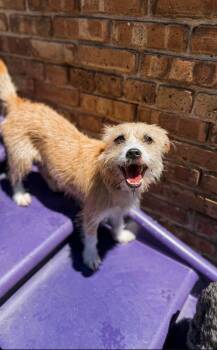 Beaux -  Cairn Terrier Dog for Adoption in Lemont, Illinois - Beaux | PetCurious