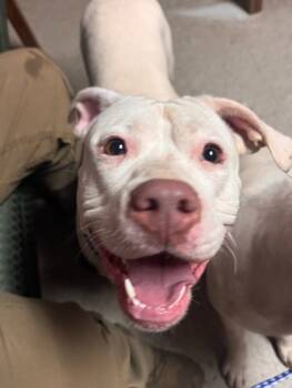 Rescue Mixed Breed Dogs for Adoption in Spartanburg, South Carolina - Holly | PetCurious