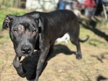 Rescue Pit Bull Terrier Dogs for Adoption in Dover, Arkansas - Grant | PetCurious