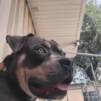Mr. T -  Pit Bull Terrier Dog for Adoption in St. Helena, California - Mr. T | PetCurious