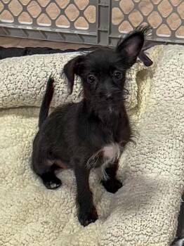 Rescue Poodle and Terrier Dogs for Adoption in Tucson, Arizona - Jubilee | PetCurious