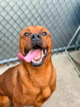 Kravitz -  Rottweiler Dog for Adoption in Chicago, Illinois - Kravitz | PetCurious