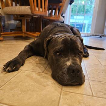 Chipp -  Mastiff Dog for Adoption in Valparaiso, Indiana - Chipp | PetCurious