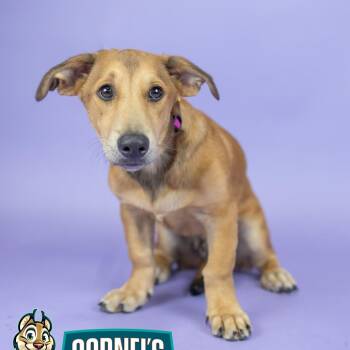 Barney -  Mixed Breed Dog for Adoption in Portland, Oregon - Barney | PetCurious