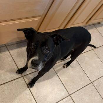 Luna -  Boxer Dog for Adoption in West Palm Beach, Florida - Luna | PetCurious