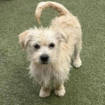 Terrier Dogs Available for Adoption in Houston, Texas - OLLIE | PetCurious