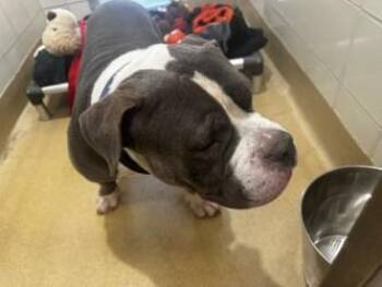 SCOOBY -  Pit Bull Terrier Dog for Adoption in Derwood, Maryland - SCOOBY | PetCurious