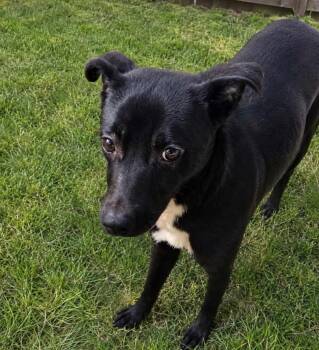 Titan -  Terrier Dog for Adoption in Camp Pendleton North, California - Titan | PetCurious
