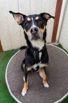 Rescue Siberian Husky Dogs for Adoption in Encinitas, California - Zero | PetCurious