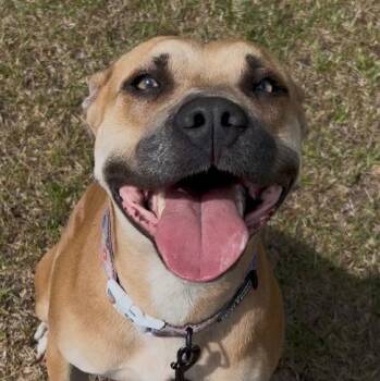 Hope -  Mixed Breed Dog Available for Adoption in Charleston, South Carolina - Hope | PetCurious