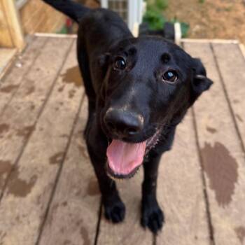 German Shepherd Dog and Mixed Breed Dogs Available for Adoption in Fredericksburg, Virginia - Shiner | PetCurious