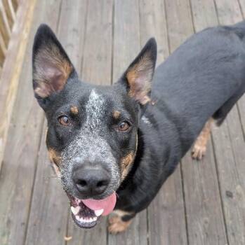 Catahoula Leopard Dog and Australian Cattle Dog Blue Heeler Dogs Available for Adoption in Friendswood, Texas -  Tigger Russell | PetCurious