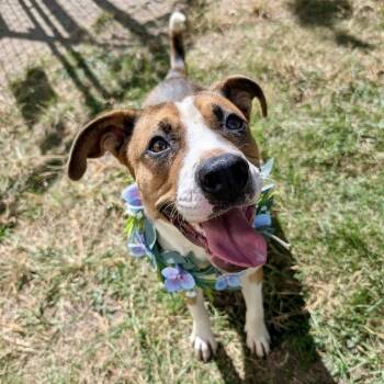 Rescue American Staffordshire Terrier Dogs for Adoption in Pittsburgh, Pennsylvania - Jamie | PetCurious