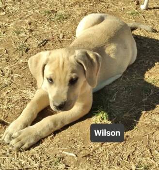 Labrador Retriever Dogs Available for Adoption - Wilson | PetCurious