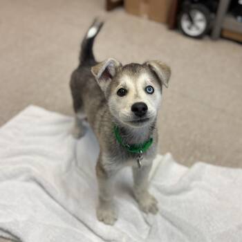 Rango--In Foster -  Husky and Mixed Breed Dog for Adoption in Fargo, North Dakota - Rango--In Foster | PetCurious