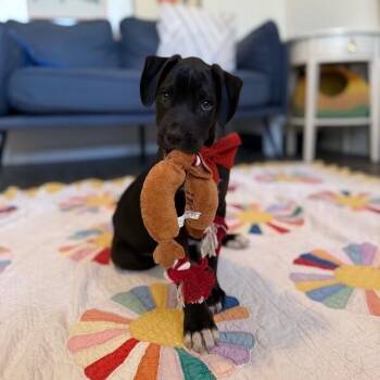 Caribou Sweets -  Pit Bull Terrier and Labrador Retriever Dog for Adoption in Friendswood, Texas - Caribou Sweets | PetCurious