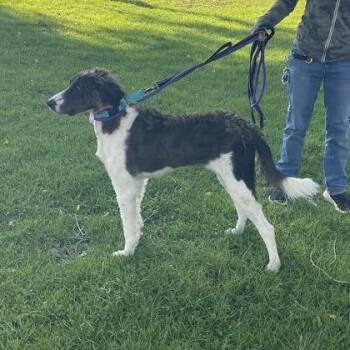 Dimples -  Mixed Breed Dog for Adoption in Prescott, Arizona - Dimples | PetCurious