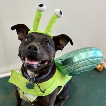 Rescue Pit Bull Terrier Dogs for Adoption in Kanab, Utah - Bea Arthur | PetCurious