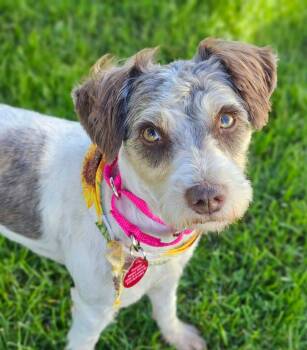 Pearl -  Poodle Dog for Adoption in Lapeer, Michigan - Pearl | PetCurious