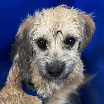 Mixed Breed Dogs Available for Adoption - Bagel Bite | PetCurious