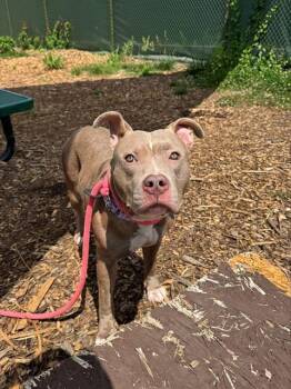MAYFIELD -  Pit Bull Terrier Dog for Adoption in Leesburg, Virginia - MAYFIELD | PetCurious