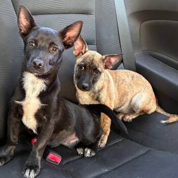 Independence -  Terrier Dog for Adoption in Dallas, Texas - Independence | PetCurious