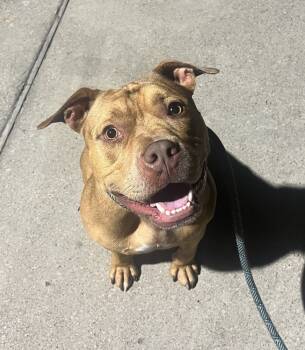 Rescue Pit Bull Terrier Dogs for Adoption in Silsbee, Texas - Benny The Bull A139999 | PetCurious