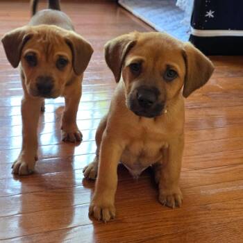Mixed Breed Dogs Available for Adoption in Fredericksburg, Virginia - Douggie | PetCurious
