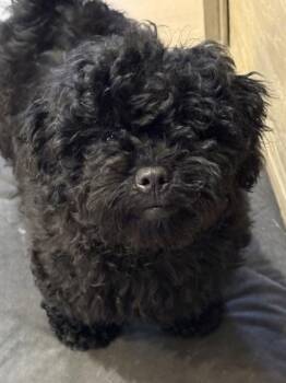Tony -  Maltese and Poodle Dog for Adoption in Oak Creek, Wisconsin - Tony | PetCurious