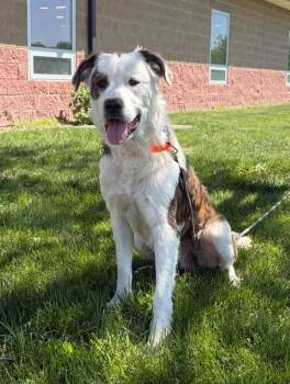 Saint Bernard Dogs Available for Adoption in Maryville, Missouri - Mickey | PetCurious