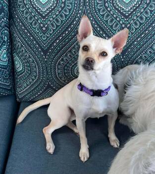 ZeeZee -  Chihuahua Dog for Adoption in Lincoln, California - ZeeZee | PetCurious