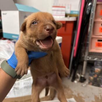 Jakob -  Shepherd Dog for Adoption in Edinburg, Texas - Jakob | PetCurious