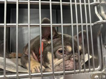 French Bulldog Dogs Available for Adoption in Milton, Georgia - Maisie Milly | PetCurious