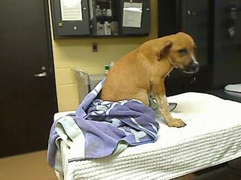 DON -  Boxer and Pit Bull Terrier Dog for Adoption in Cookeville, Tennessee - DON | PetCurious