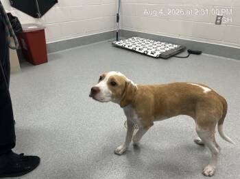 A387316 -  Labrador Retriever and Mixed Breed Dog for Adoption in Ocala, Florida - A387316 | PetCurious