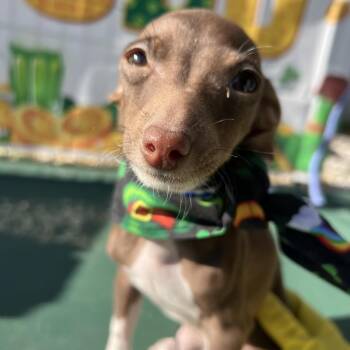 Chihuahua Dogs Available for Adoption - Mocha | PetCurious