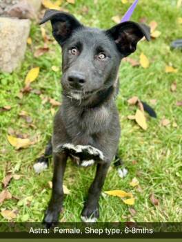 Rescue Shepherd Dogs for Adoption in Battle Creek, Michigan - Astra | PetCurious