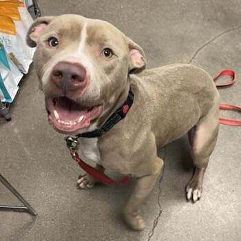 Mixed Breed Dogs Available for Adoption - Pumpkin | PetCurious