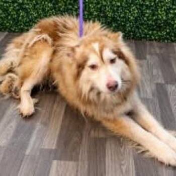 Yukon -  Alaskan Malamute Dog for Adoption in Myrtle Beach, South Carolina - Yukon | PetCurious