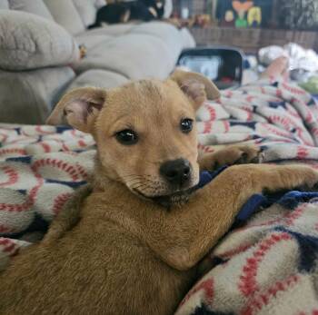 Rescue Husky and Shar Pei Dogs for Adoption in Dorr, Michigan - Tala | PetCurious