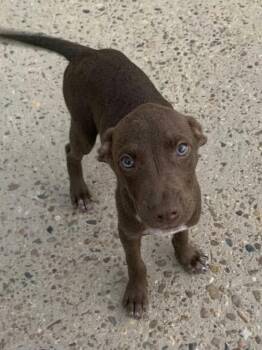 Cody -  Mixed Breed Dog for Adoption in Taycheedah, Wisconsin - Cody | PetCurious