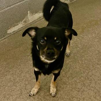 Miniature Pinscher Dogs Available for Adoption - Delightful Derrick  | PetCurious