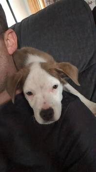 Pit Bull Terrier Dogs Available for Adoption in New London, Wisconsin - Bronco | PetCurious