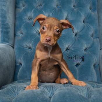 Maldon -  Pit Bull Terrier Dog for Adoption in Chester Springs, Pennsylvania - Maldon | PetCurious